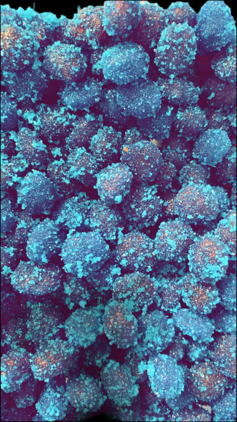 Sour Blue Rasberry Gushers